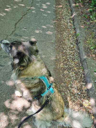 Wie sitzt mein Geschirr?-Beitrag-Bild