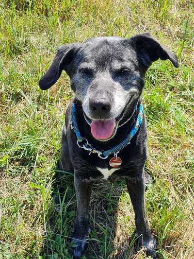 Seelenhunde-Beitrag-Bild