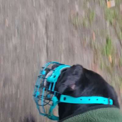 Wie sitzt mein Maulkorb / Maulkorb-Beratung-Beitrag-Bild