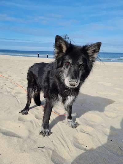 Schäferhund-Beitrag-Bild