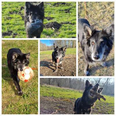 39. Collagen Challenge - Dein Hund auf einer Wiese-Beitrag-Bild