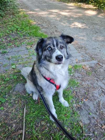 Australian Shepherd Mix-Beitrag-Bild