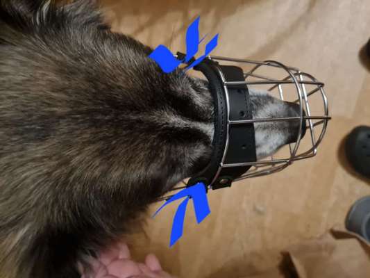 Wie sitzt mein Maulkorb / Maulkorb-Beratung-Beitrag-Bild