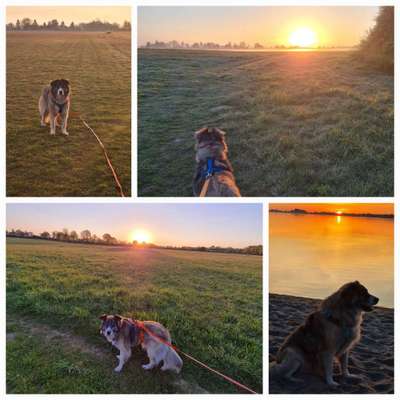 52. Collagenchallenge: Dein Hund im Sonnenschein-Beitrag-Bild