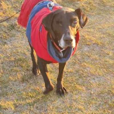 aktuelles Foto Gruppe Biete/suche Hundebetreuung