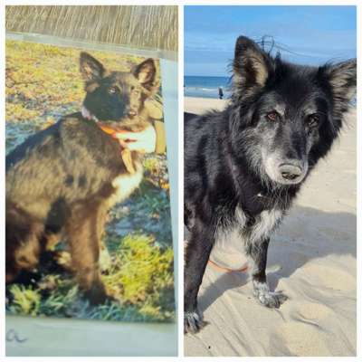 Als Welpen sind sie alle noch süßer-Beitrag-Bild