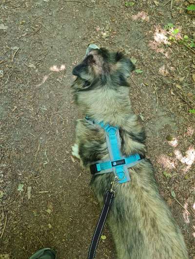 Wie sitzt mein Geschirr?-Beitrag-Bild