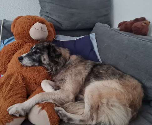 Teddys-Beitrag-Bild