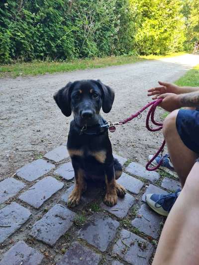 Hundetreffen-Social walk in Stralsund-Bild