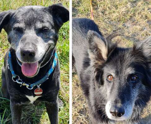 Black dogs-Beitrag-Bild