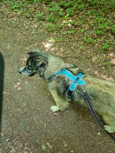 Wie sitzt mein Geschirr?-Beitrag-Bild