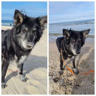 51.Collagen Challenge: Wasserhunde-Beitrag-Bild