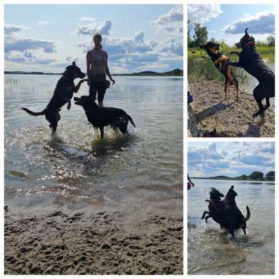 51.Collagen Challenge: Wasserhunde-Beitrag-Bild