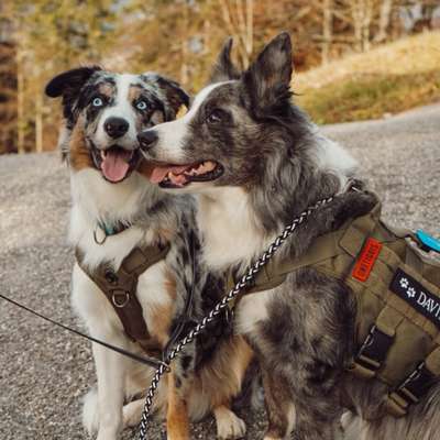 Hundetreffen-Gemeinsamer Spaziergang-Bild