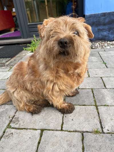 Norfolk Terrier-Beitrag-Bild