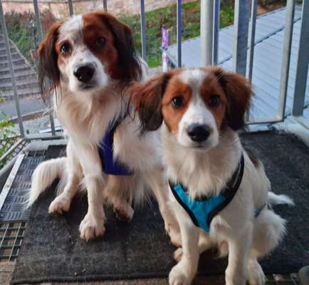 Kooikerhondje-Beitrag-Bild