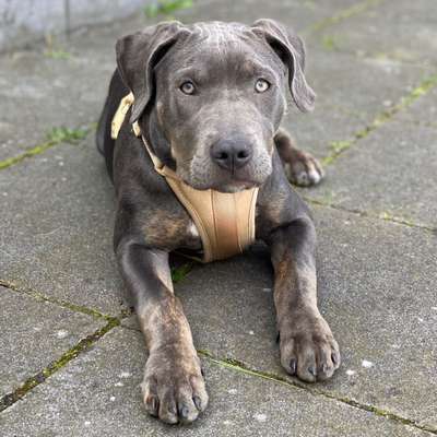 Hundetreffen-Gassi- und Spielkameraden gesucht-Bild