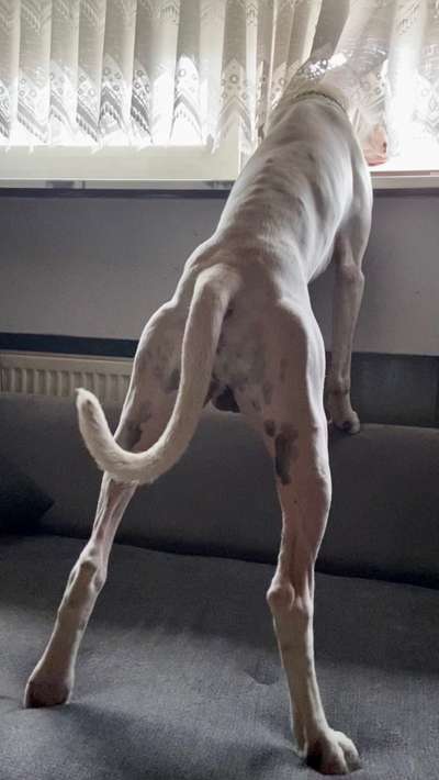 Dogo Argentino Freunde-Beitrag-Bild