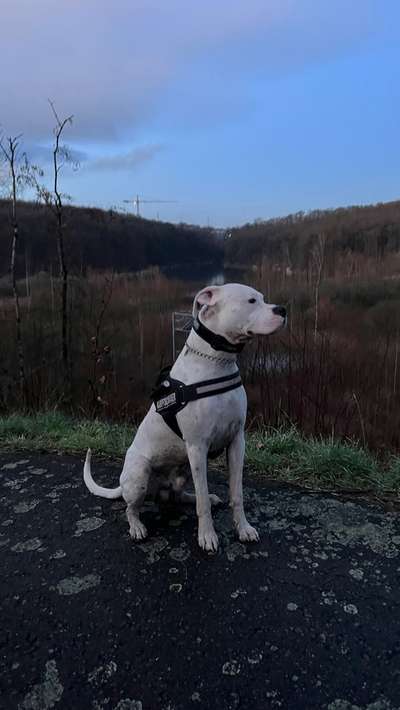 Dogo Argentino Freunde-Beitrag-Bild