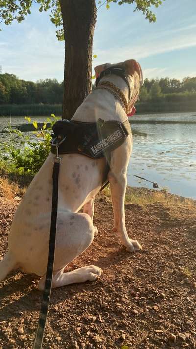 Dogo Argentino Freunde-Beitrag-Bild
