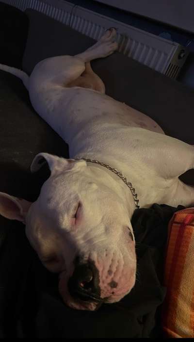 Dogo Argentino Freunde-Beitrag-Bild