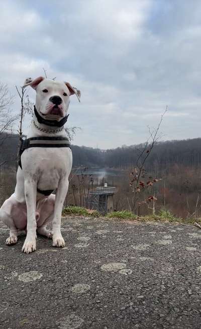 Dogo Argentino Freunde-Beitrag-Bild
