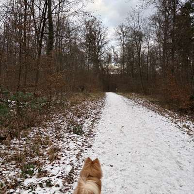 Hundetreffen-Playdate/ gemeinsame Gassi Runde-Bild