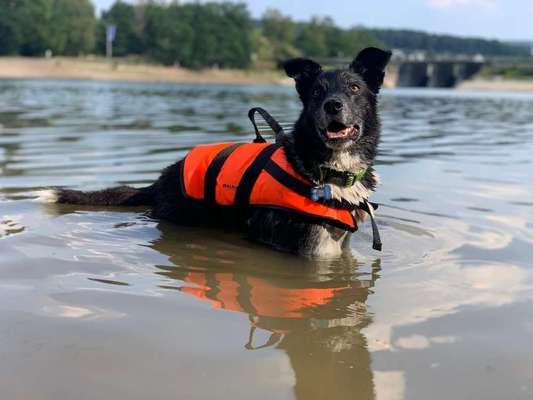 Dogorama-Monats-Challenge-Mai "Wasser"-Beitrag-Bild