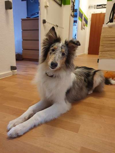 Langhaar Collies-Beitrag-Bild
