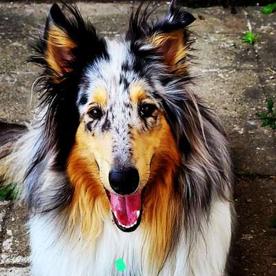 Collies gesucht-Beitrag-Bild