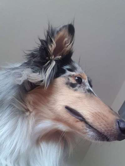 Langhaar Collies-Beitrag-Bild