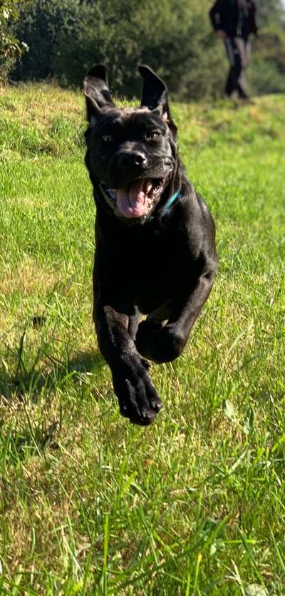 Dogorama Photo Challenge - Hundeblick zum hinschmelzen-Beitrag-Bild