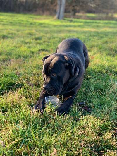 Rassensuche Cane Corso Italiano-Beitrag-Bild