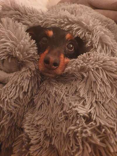 Dogorama Photo Challenge - Hundeblick zum hinschmelzen-Beitrag-Bild