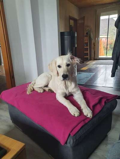 Wo sind die Golden Retriever Liebhaber?-Beitrag-Bild