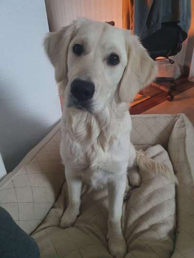 Wo sind die Golden Retriever Liebhaber?-Beitrag-Bild