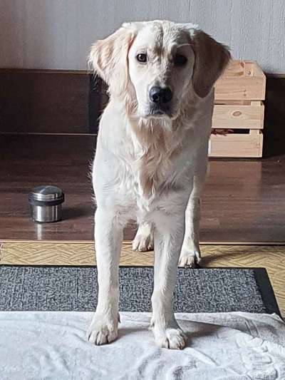 Wo sind die Golden Retriever Liebhaber?-Beitrag-Bild