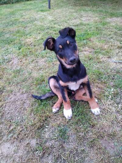 Welpen Bilder !-Beitrag-Bild