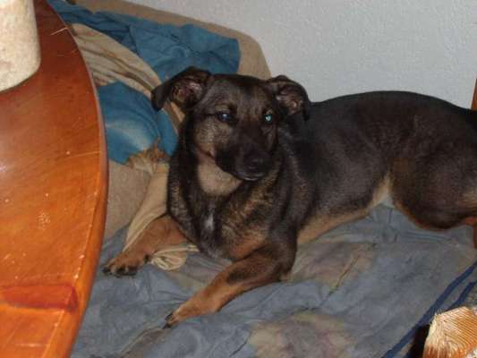 Unsere Fellnasen im Regenbogenland-Beitrag-Bild