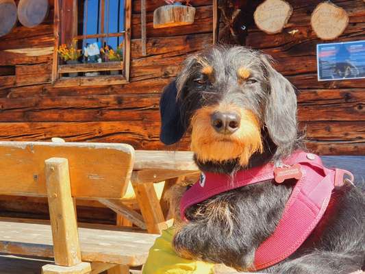 Hundetreffen-Rauhaardackel, 1,5 Jahre alt, sucht Spielgefährtin. Großer Garten zum Toben ist vorhanden.-Bild