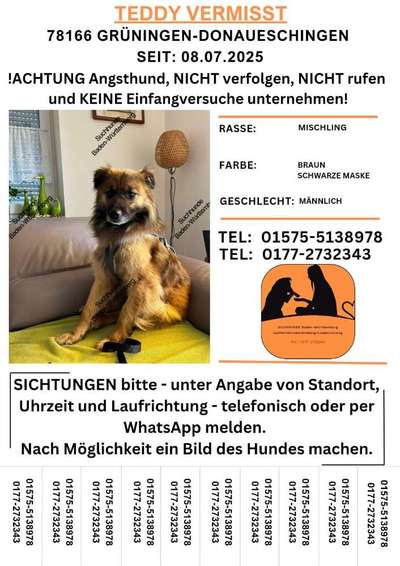 Suchmeldung-Teddy-Bild