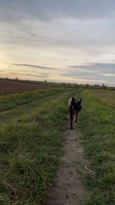 Hundetreffen-Gassirunde inklusive spielen-Bild