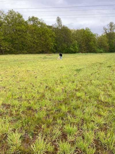 Hundeauslaufgebiet-Walderholungsgebiet in Mutterstadt-Bild