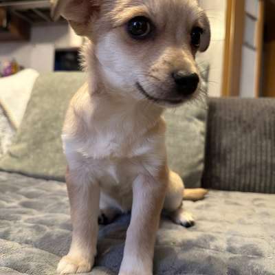 Hundetreffen-Welpentreff-Bild