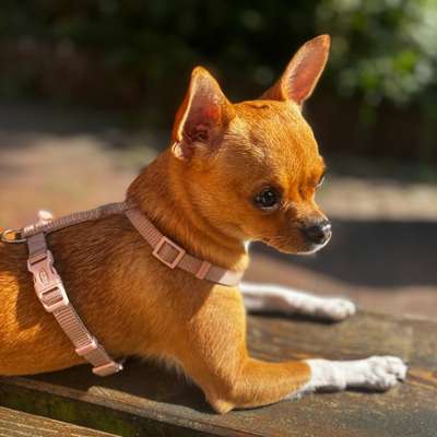 Hundetreffen-Klein Hunde Treff 🐾 in Harburg 💕-Bild