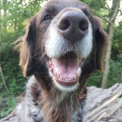 Hundetreffen-Rundgang  gehen-Profilbild