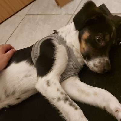 Hundetreffen-Treffen/Spaziergang-Bild