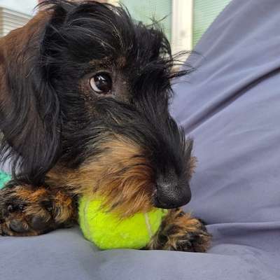 Hundetreffen-Let‘s play!🐾-Bild