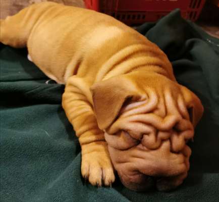 Welpen Bilder !-Beitrag-Bild