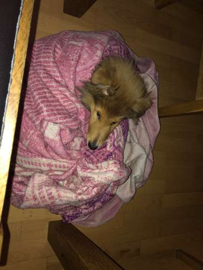 Challenge Nr 14
Eure Fellnasen auf ihrem Lieblingsplatz-Beitrag-Bild